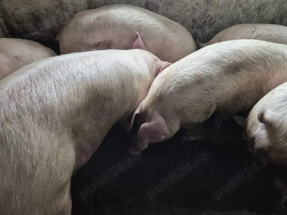 Porci de Carne De Tăiat 100-200kile