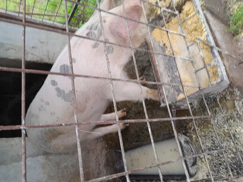 Vând porci de țară crescuți natural 