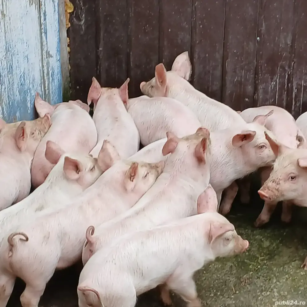 purcei pik decare  purcei pik decare