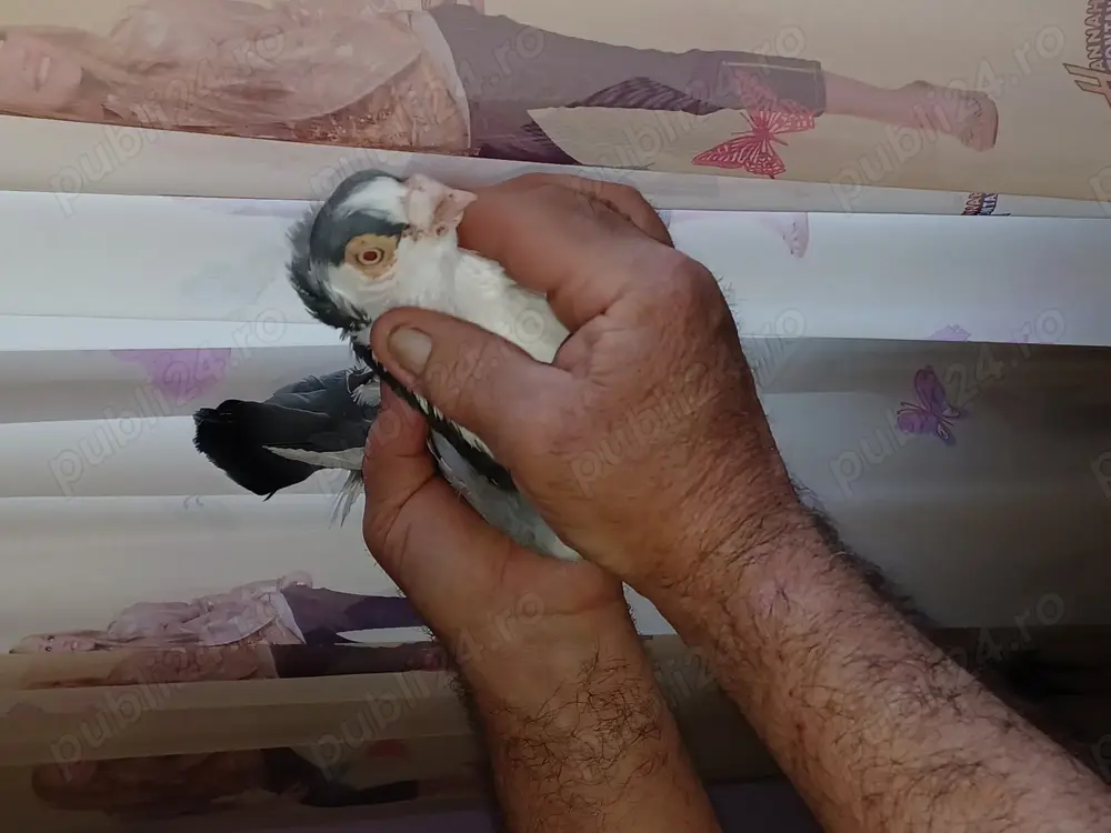 Porumbei voiajori și gălățeni