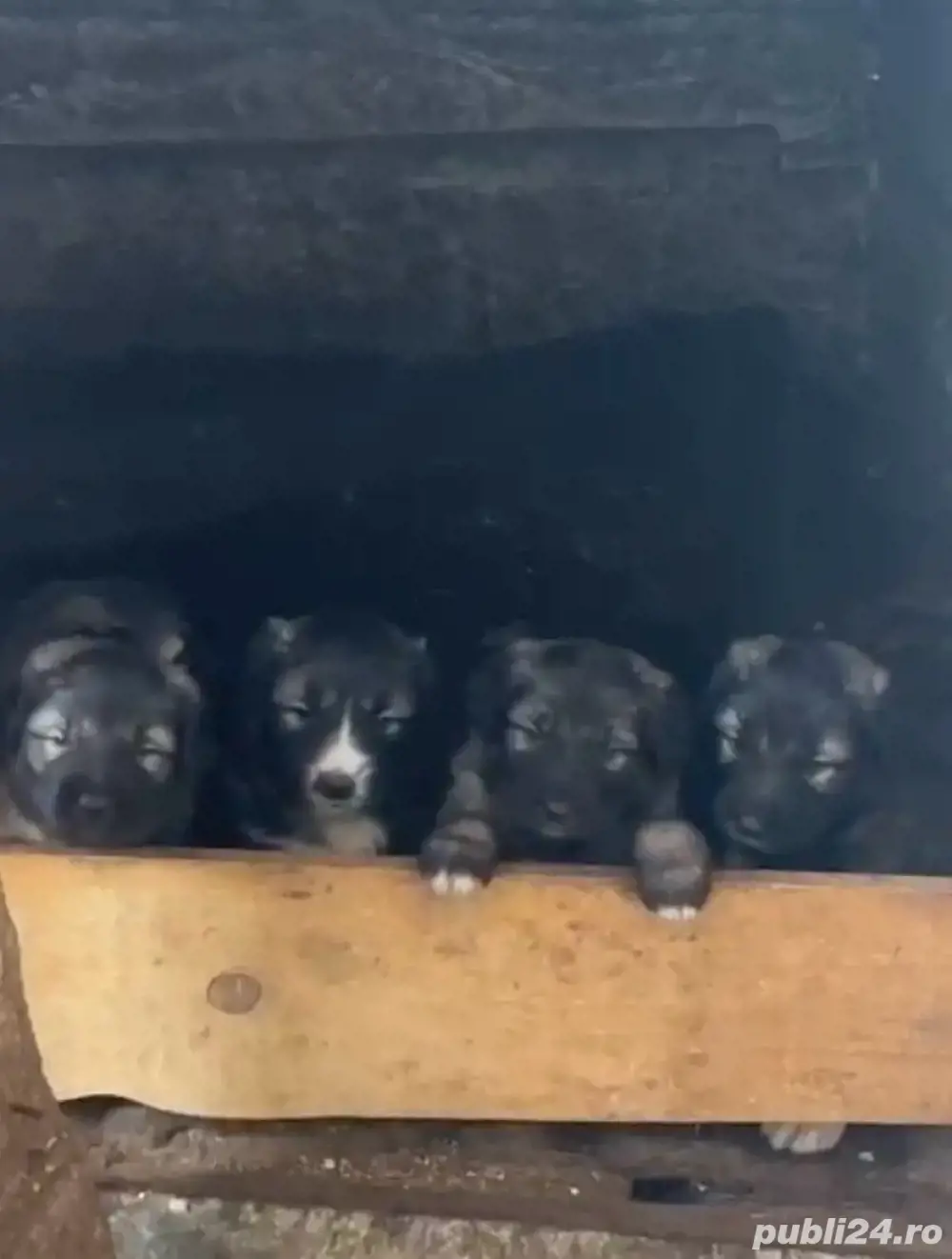 Ciobănesc Românesc Carpatin Ciobănesc Românesc Carpatin