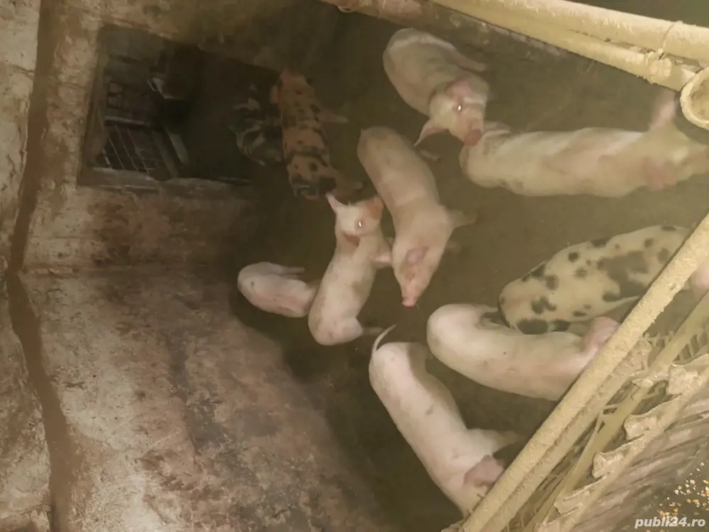 8 băieți pietreni sănătoși și mâncăcioși au 2 luni