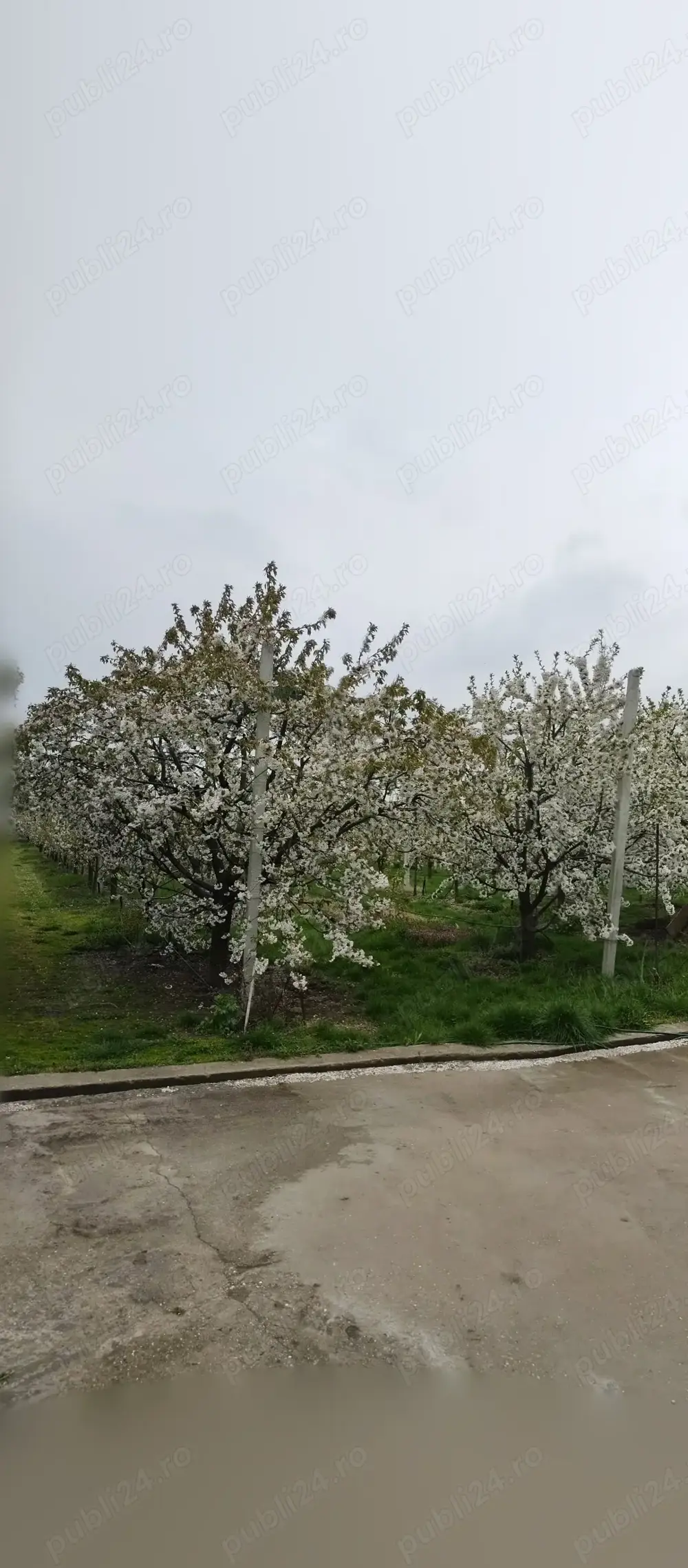 Livadă 600pomi de 12 ani,cu casa 2camere,baie ,bucătărie,10000mp Livadă 600pomi de 12 ani,cu casa 2camere,baie ,bucătărie,10000mp