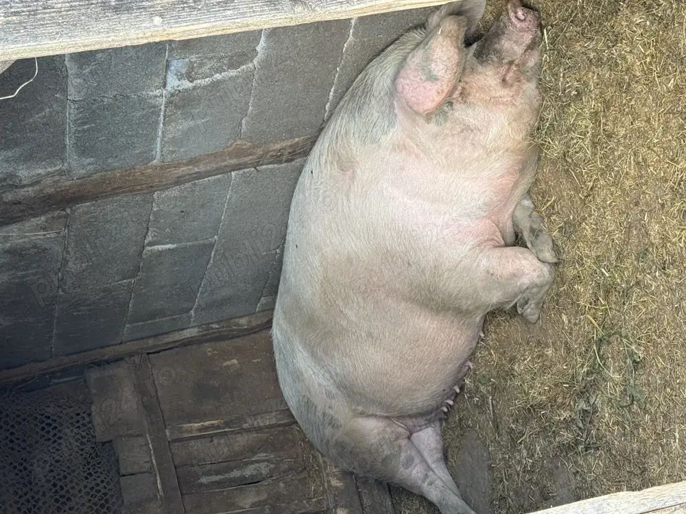 Scroafă de vânzare 