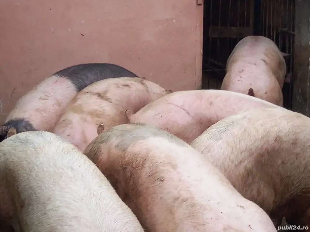 Porci mari de carne100-350 kg