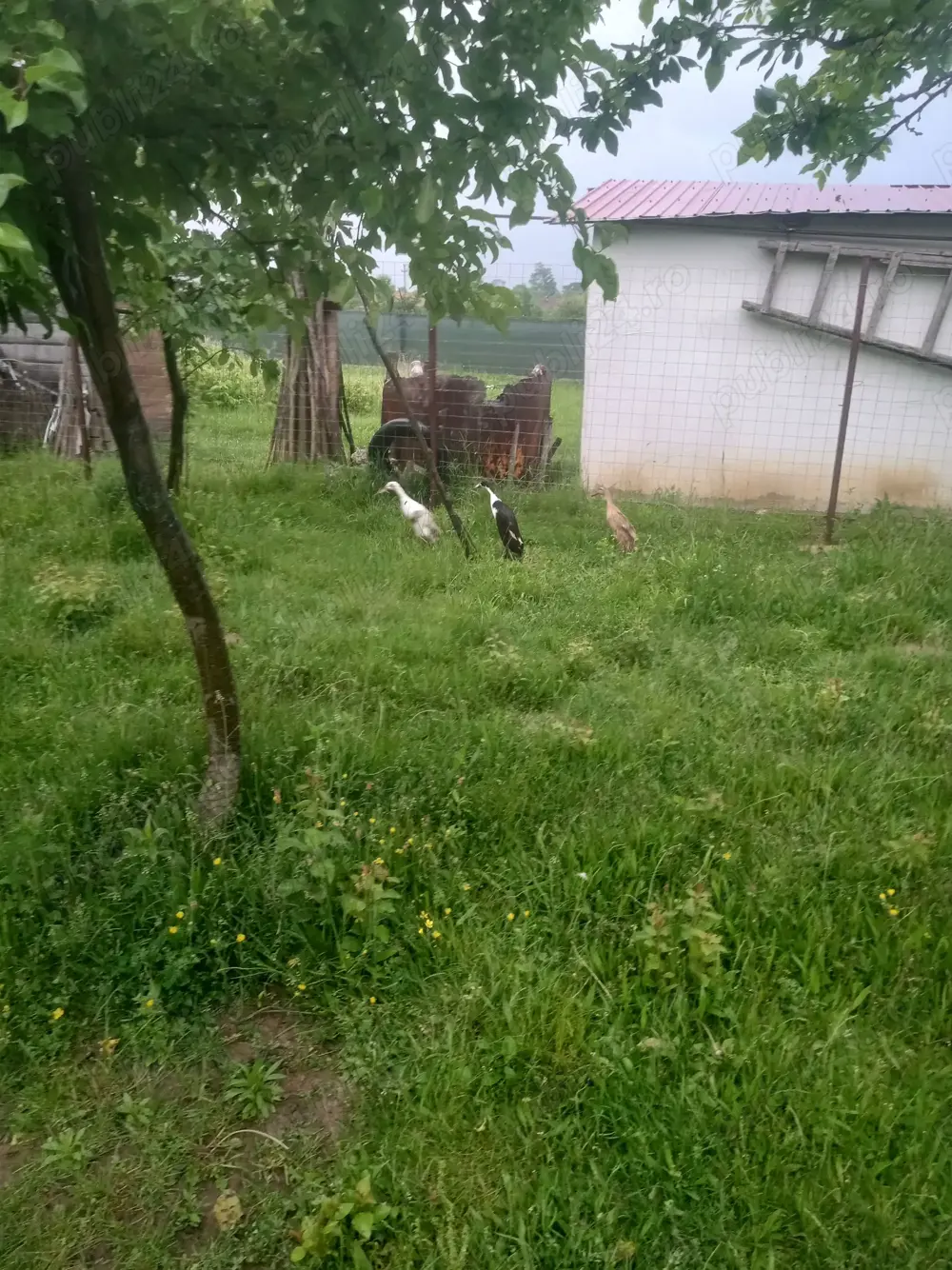 Rate indiene (de melci ) Rate indiene (de melci )