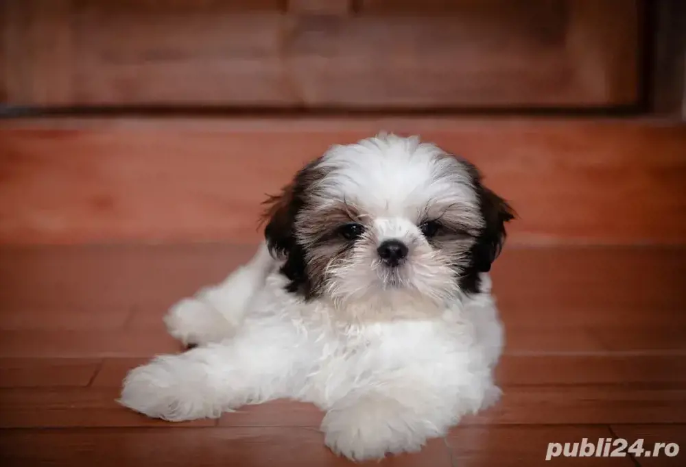 Shih-tzu talie mica