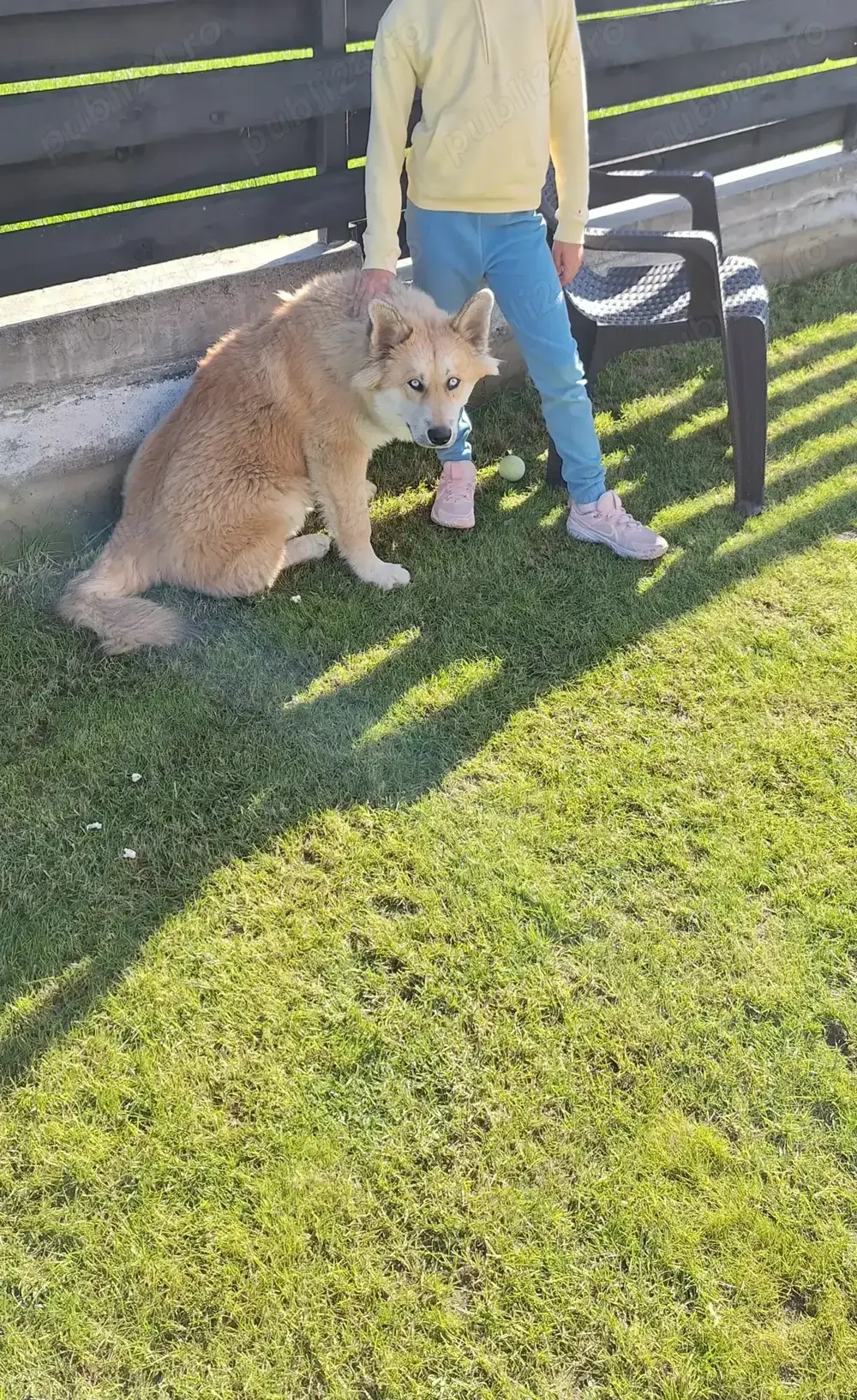 Mascul Husky Siberian pentru reproducție caută fată pentru a face pui Mascul Husky Siberian pentru reproducție caută fată pentru a face pui