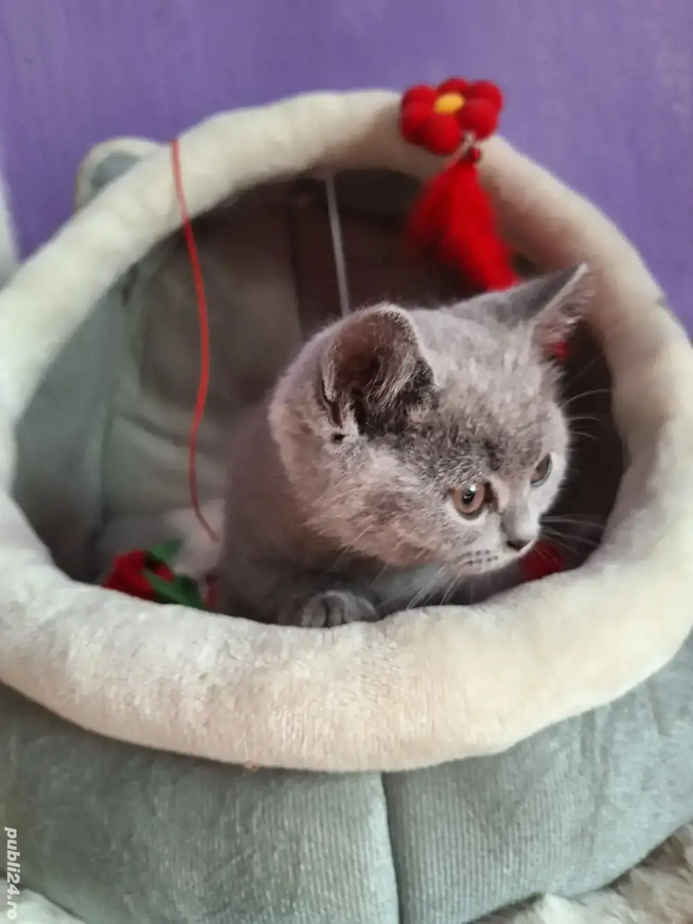 Pisicuță British Shorthair Blue 