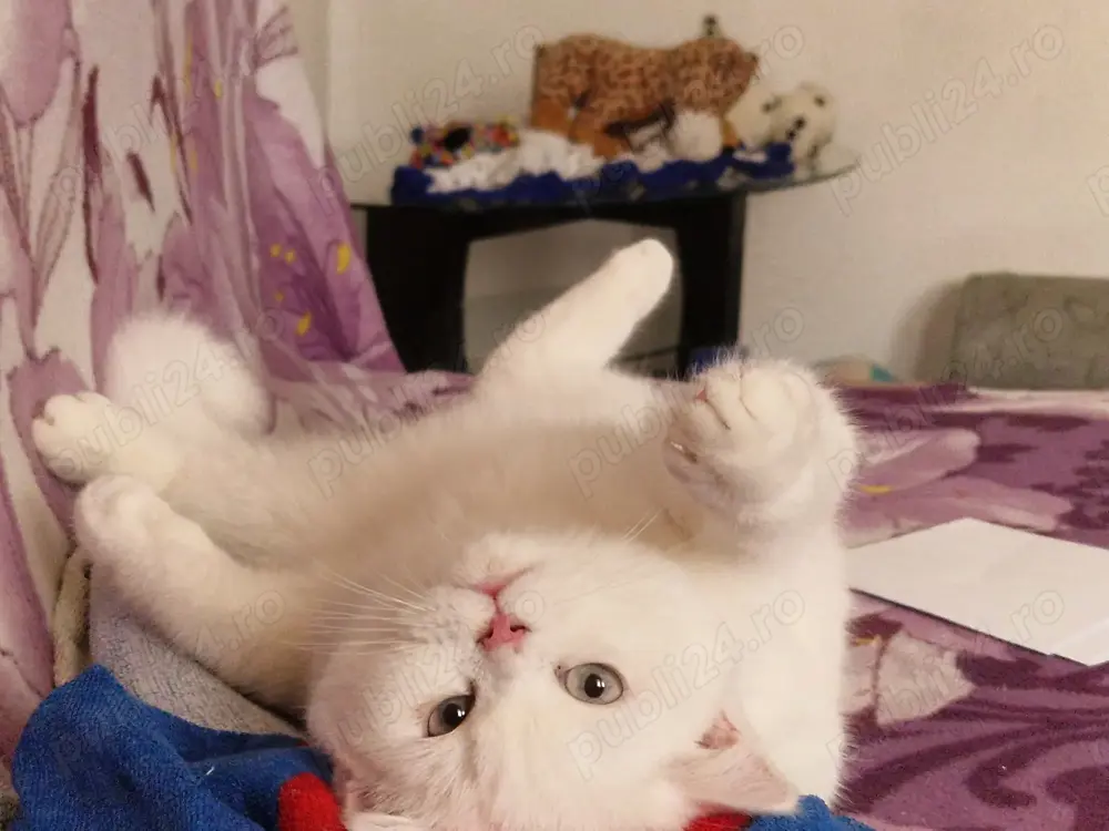 Caut motan British Shorthair