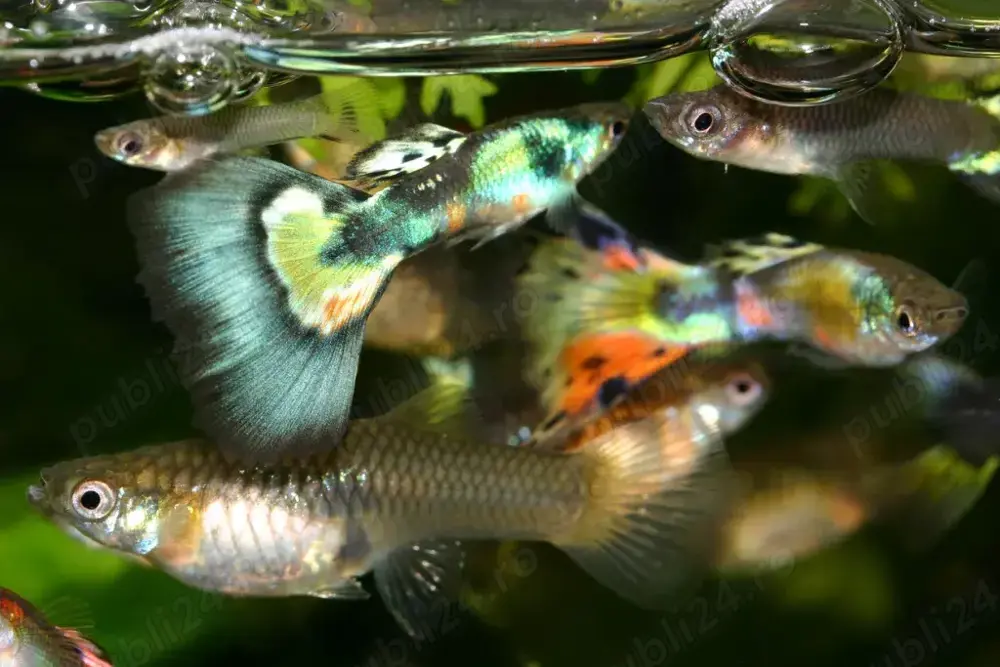 Vand Guppy MIX diverse culori - direct din crescatoria proprie  Vand Guppy MIX diverse culori - direct din crescatoria proprie