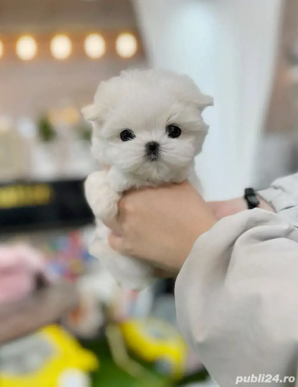 Bichon maltez mini toy 