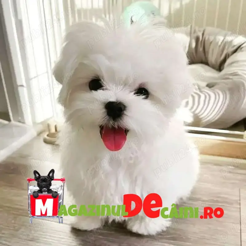 HRANA GRATUITA-Bichon Maltez alb Mini Toy cu Factura,Carnet,Microcip,Garantie-Livrare la Cluj Napoca