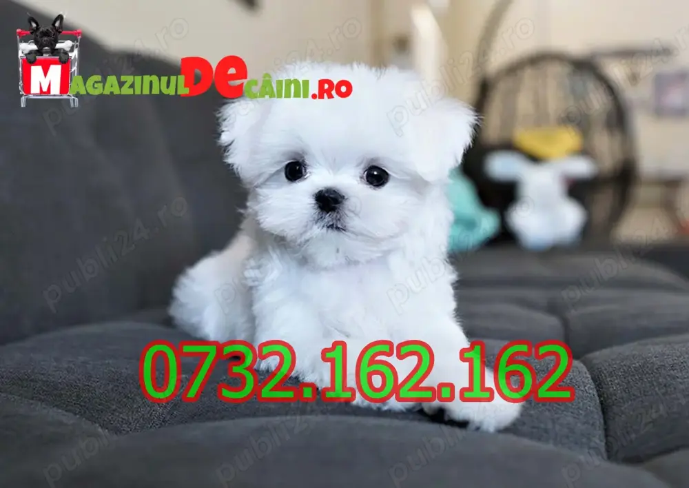 Cumpara legal catei Bichon Maltez Alb Mini cu Factura,Garantie,Microcip,Carnet-Livrare la Pitesti