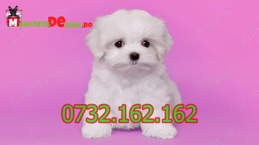 HRANA GRATUITA-Rezerva Bichon Maltez Alb Mini cu Factura,Garantie,Microcip,Carnet-Livrare la Pitesti