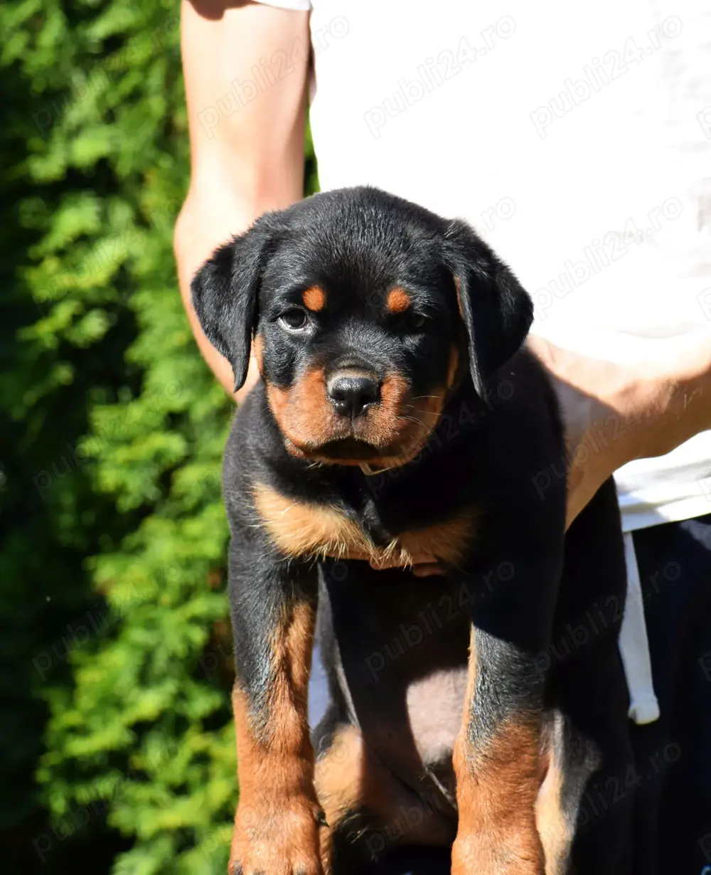 Pui Rottweiler cu pedigree
