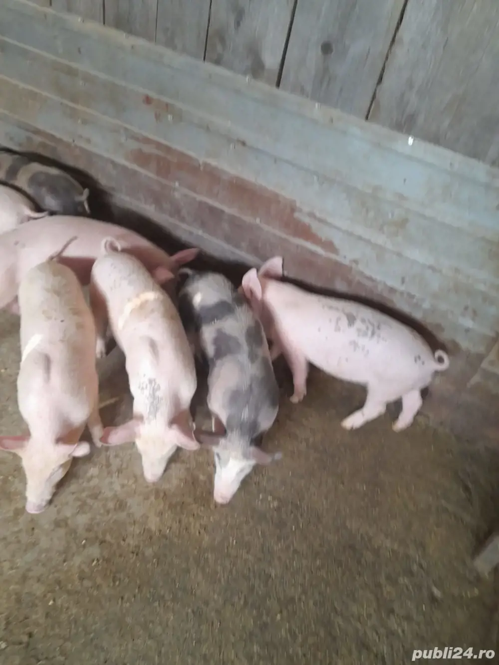 Șoldani zona Blaj Șoldani zona Blaj