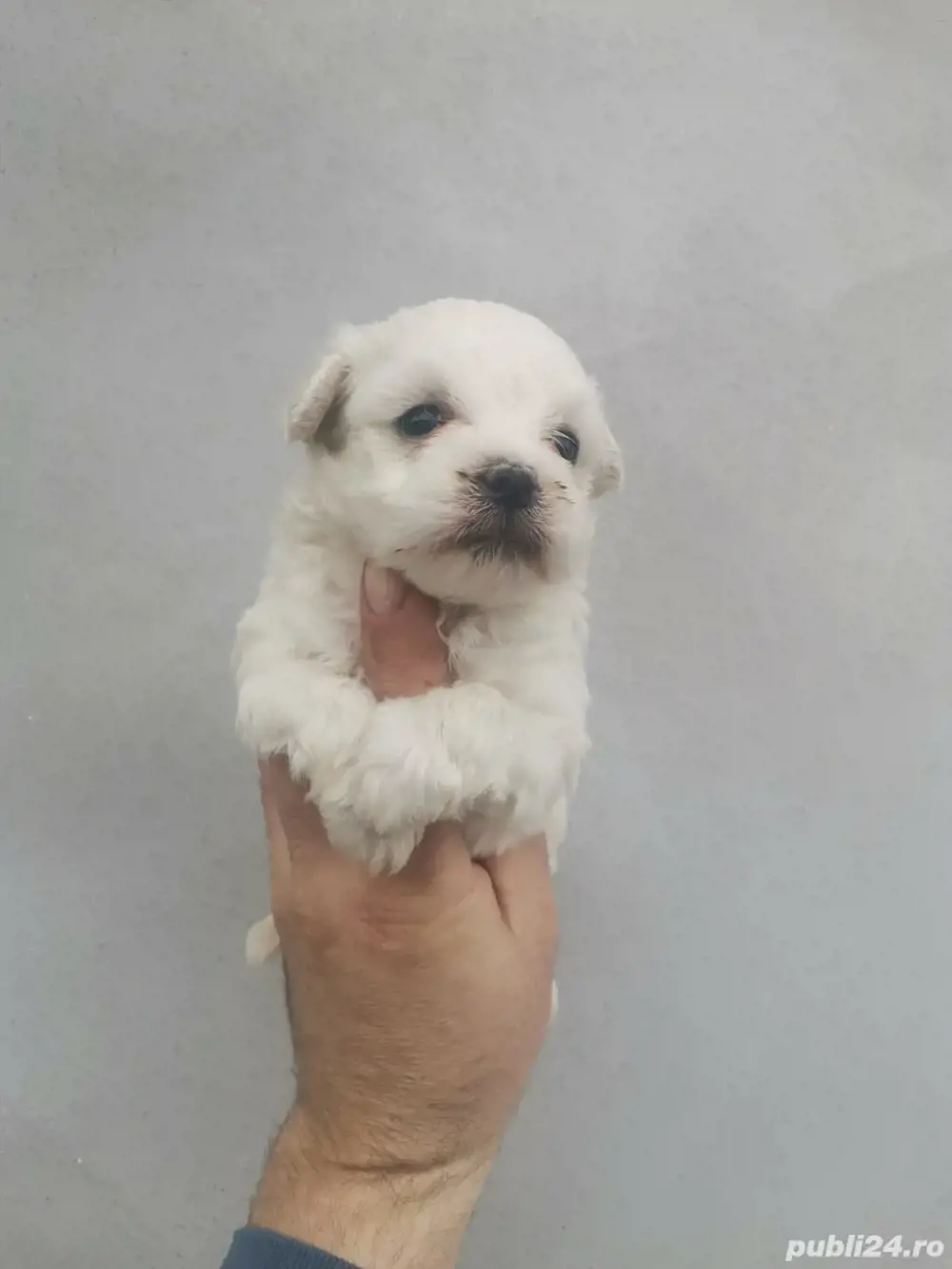 fetiță Bichon mini toy 