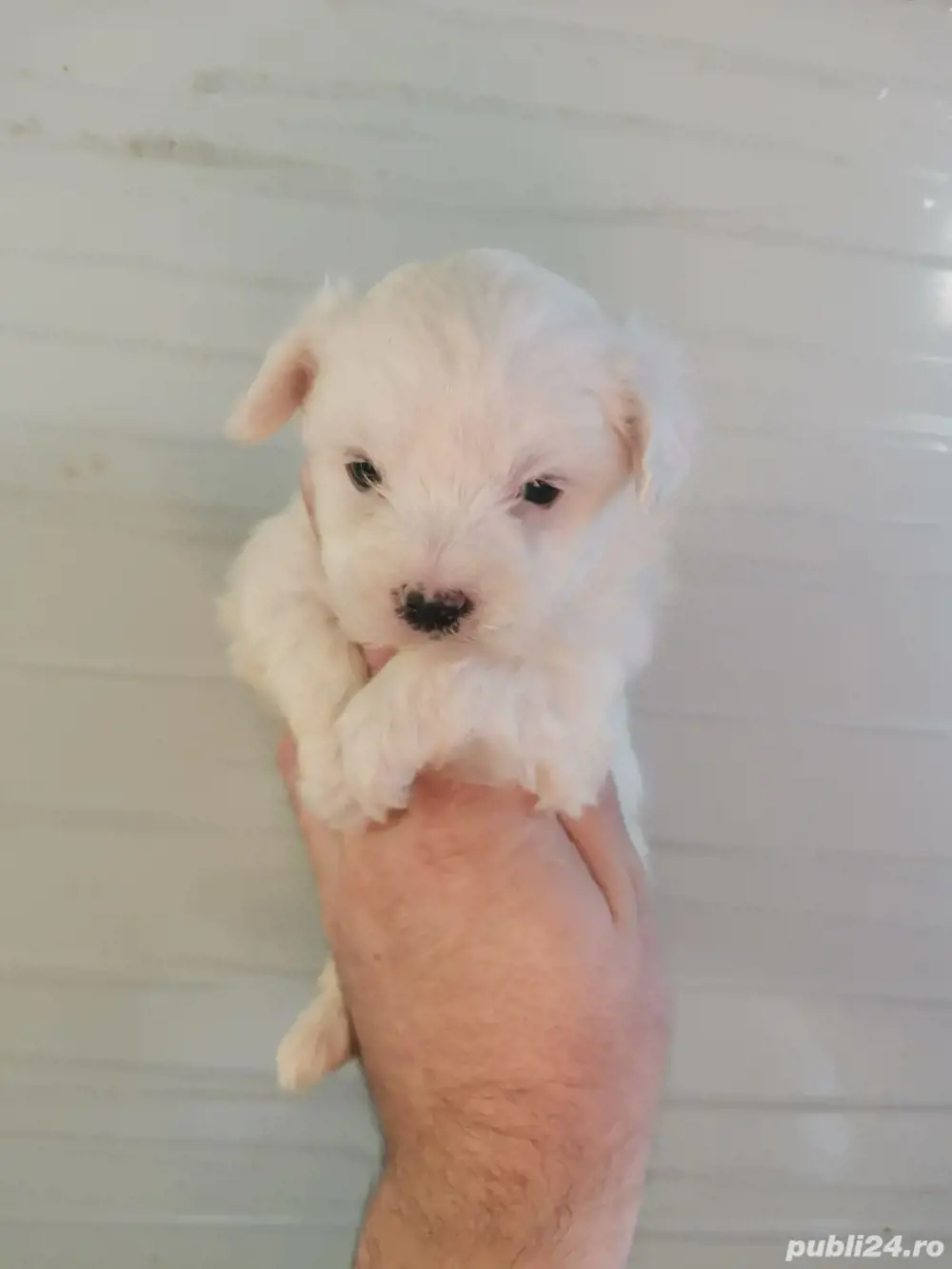 puiuti bichon maltez talie mica 