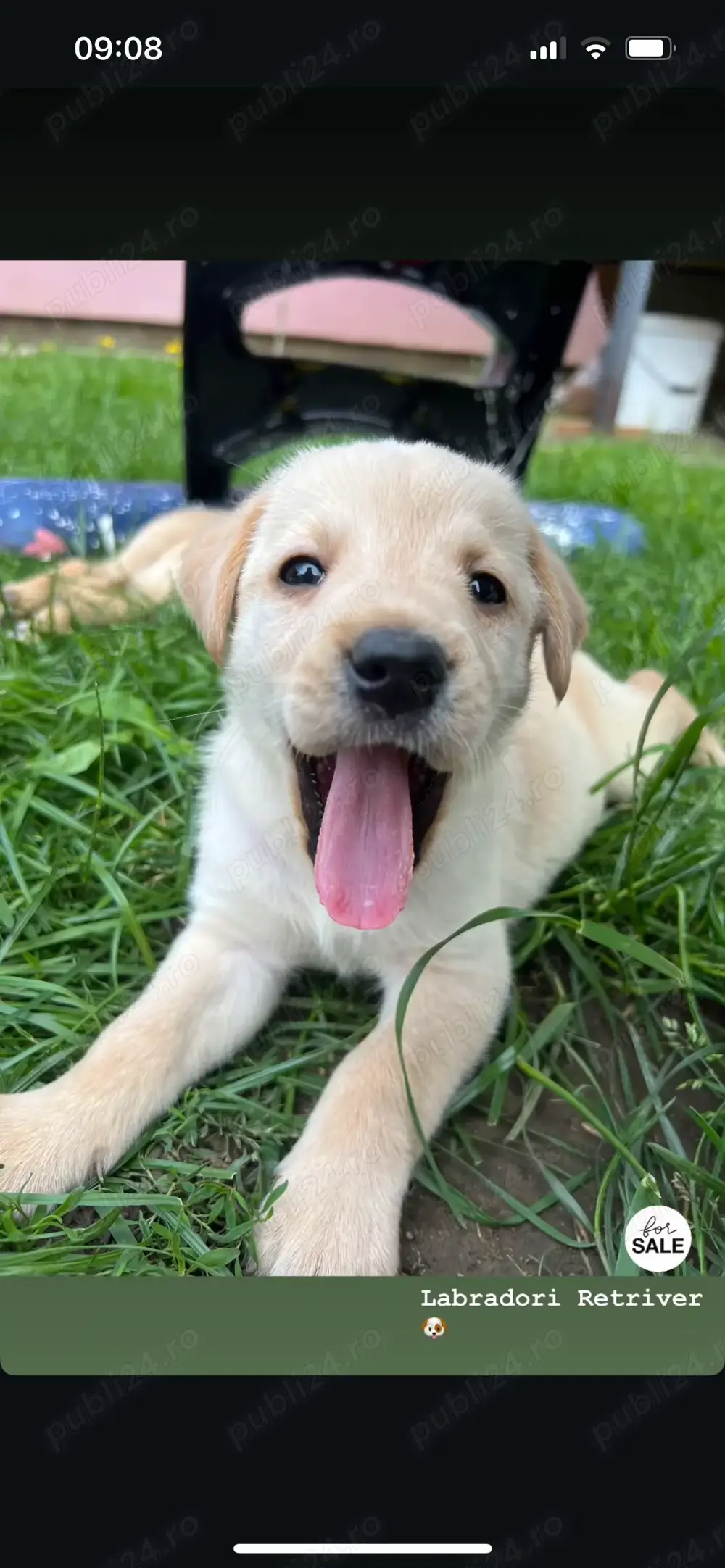 Pui de labradori 6 saptamani deparazitati