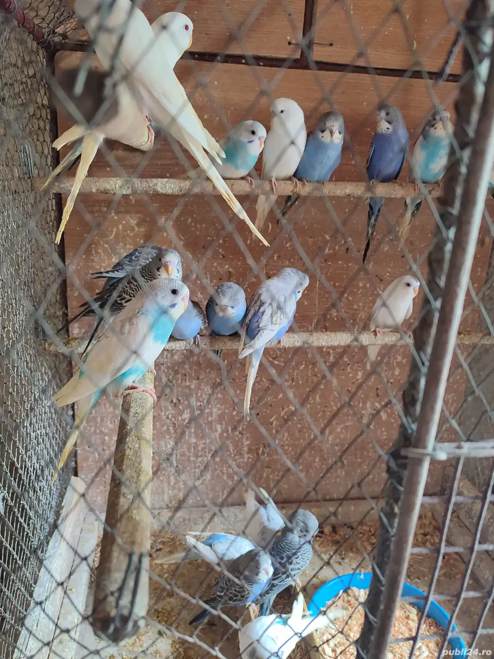 papagali peruși, nimfe, micul Alex  papagali peruși, nimfe, micul Alex