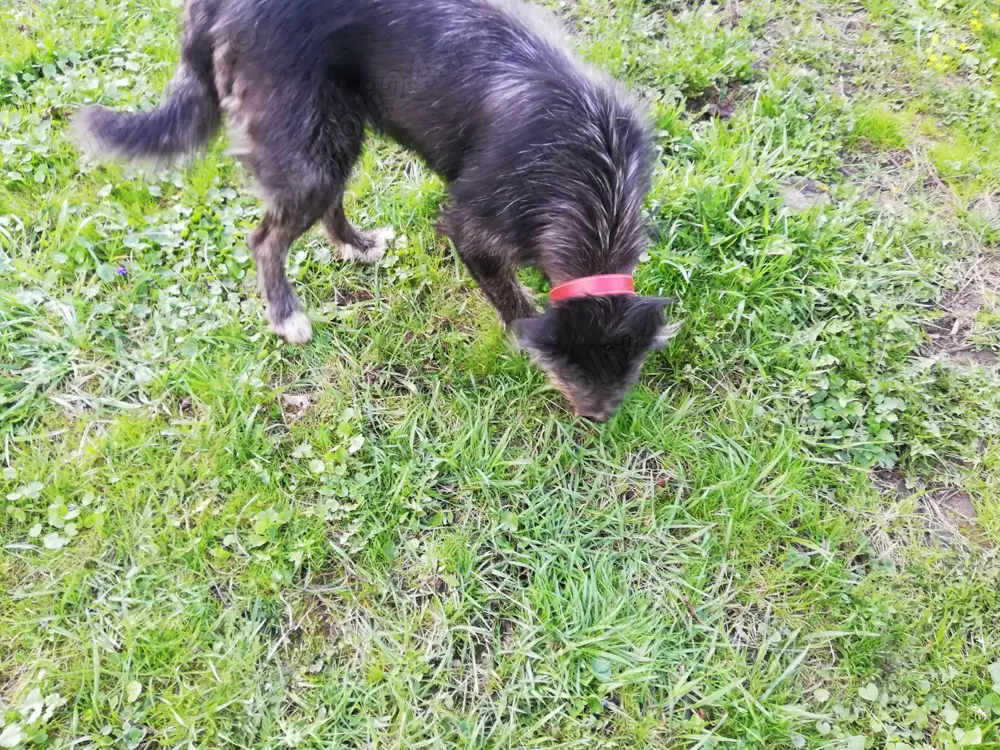 Donez cățelușă pentru pază talie înaltă