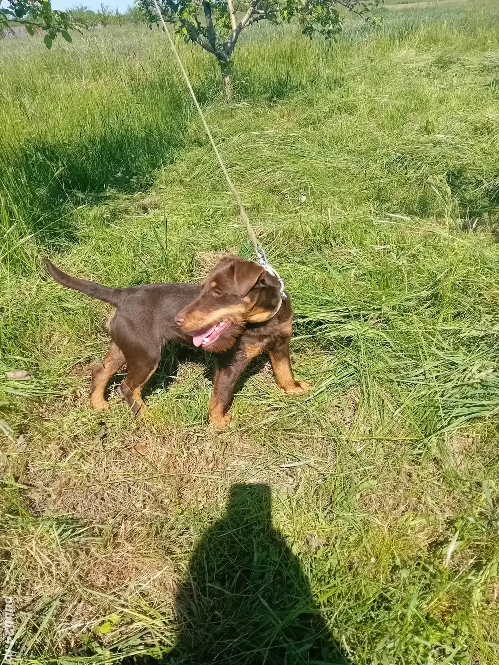 Vind femela jagdterrier