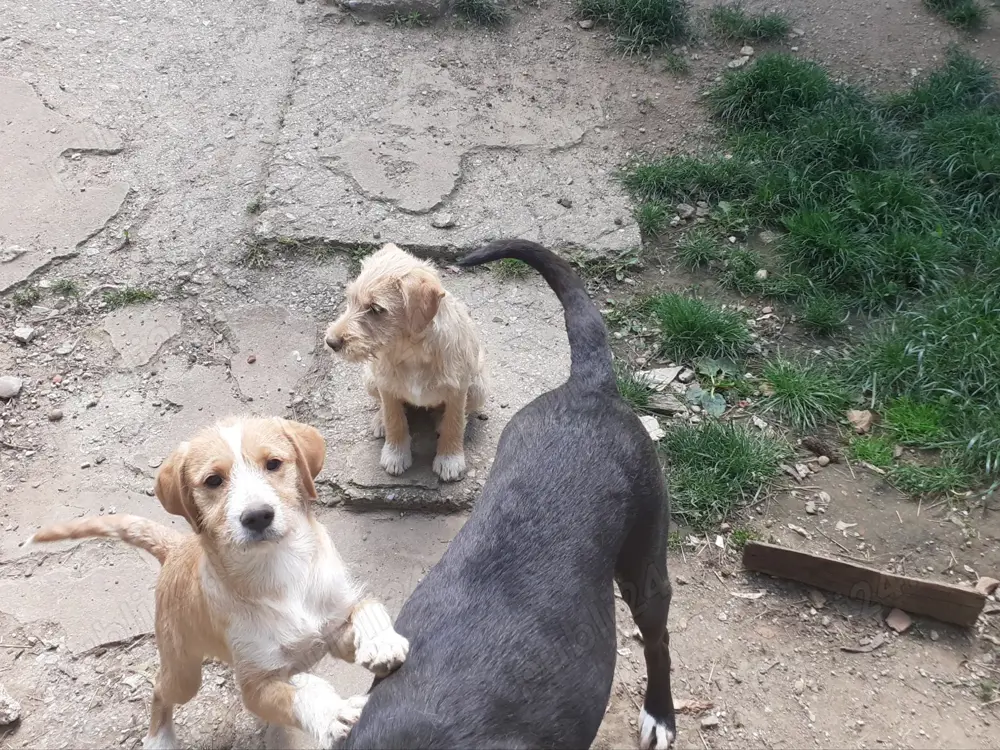 Donez căței cățel drăgălași de încredere, căine de pază câini metis metiși donație