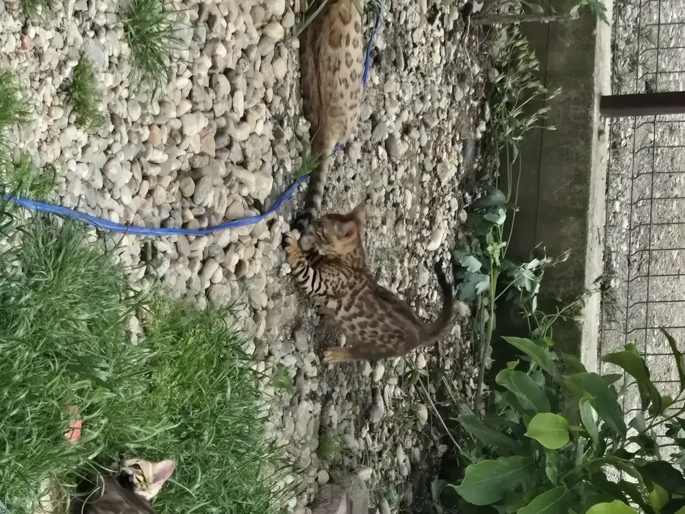 Bengaleze  Bengaleze