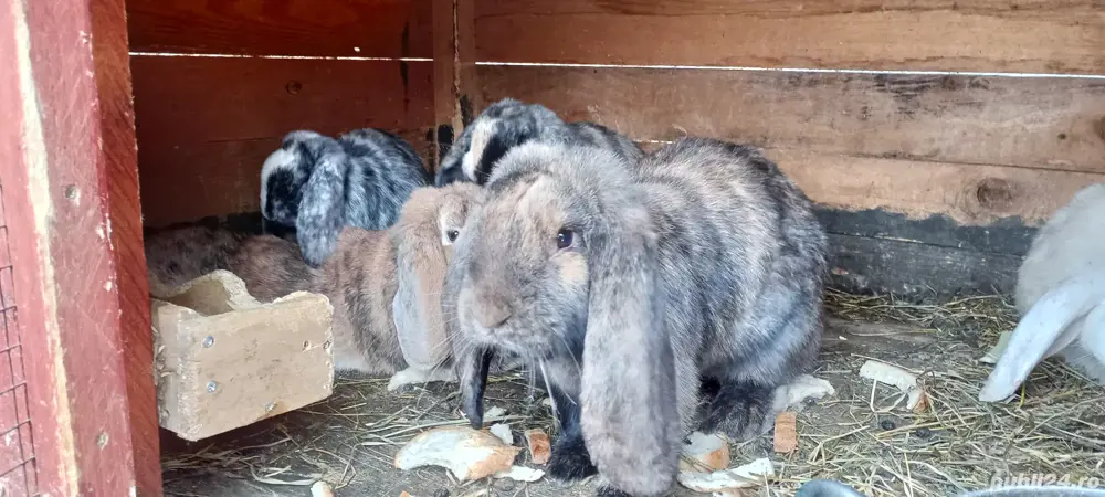 vand pui berbec german arlechin vand pui berbec german arlechin