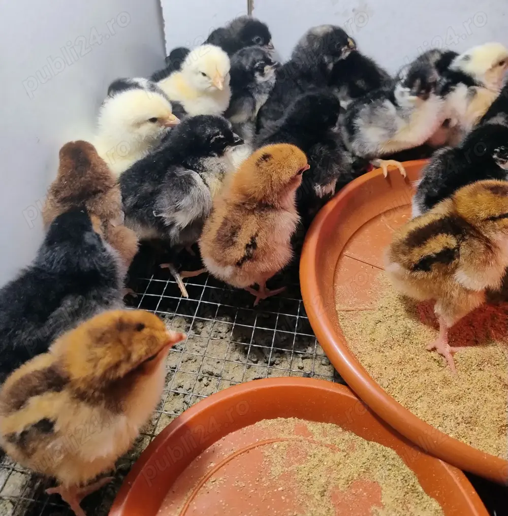 pui de gaina din rasele:La Bresse;Sussex portelan;Jersey Giant;Plymouth