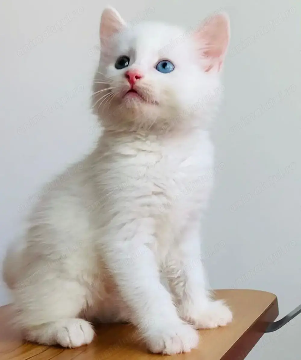 Angora turcească puiuti superbi