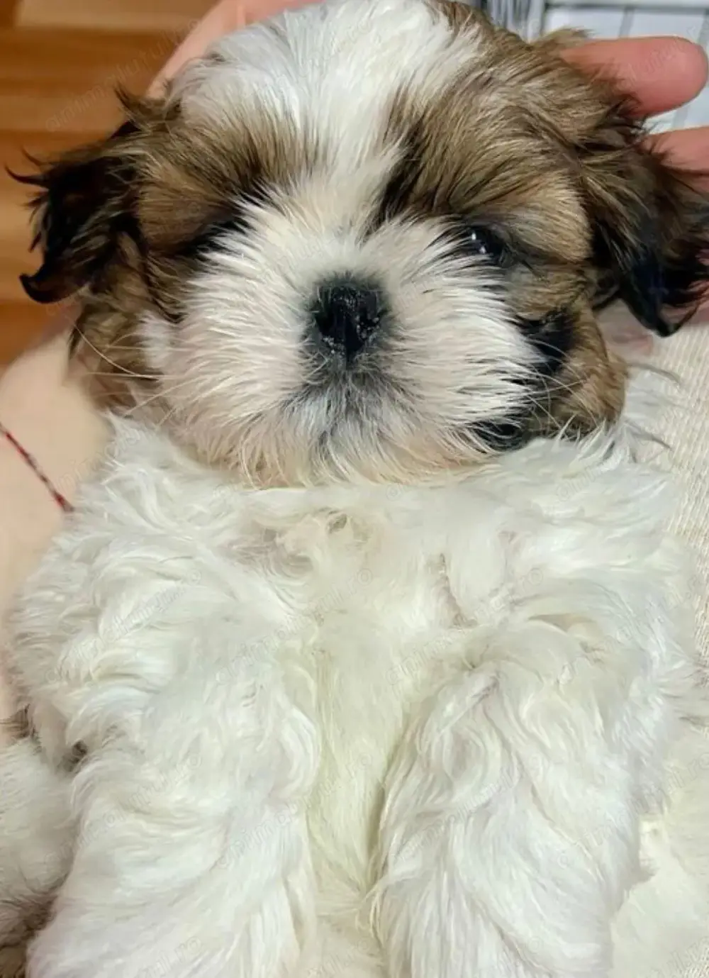 Bichon havanez fetita