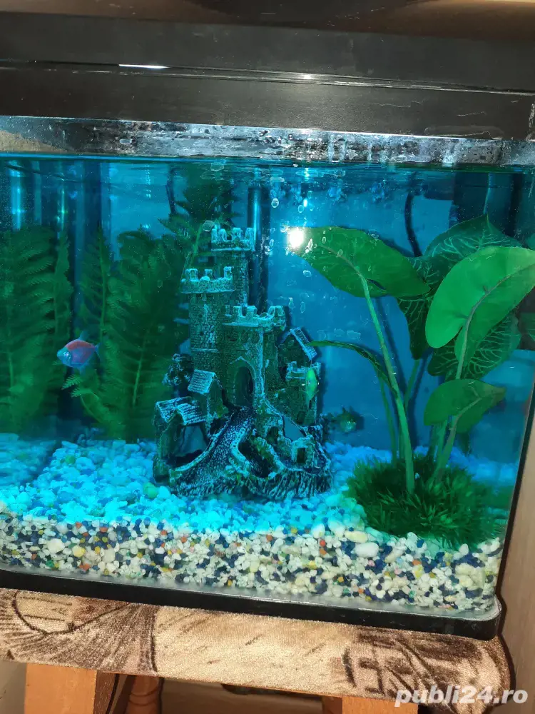 acvariu cu pești