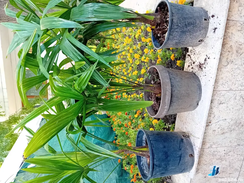 Palmier trachycarpus fortunei.