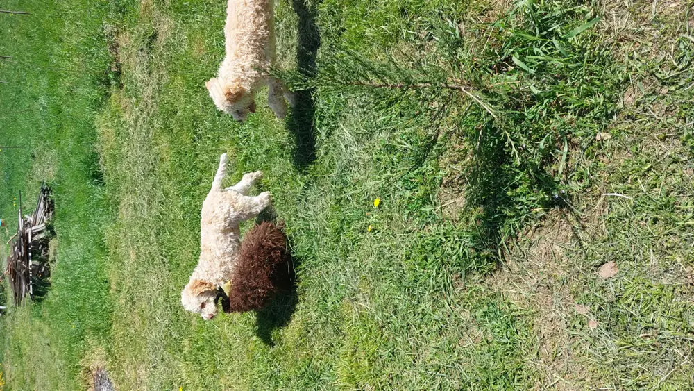 Lagotto caini de trufe 