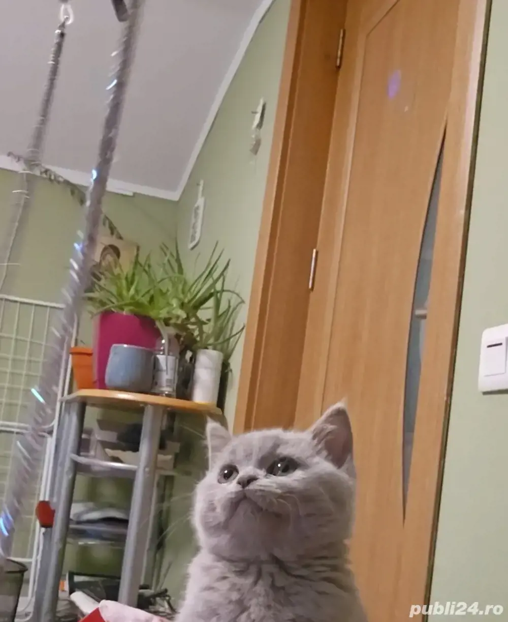 British shorthair lilac