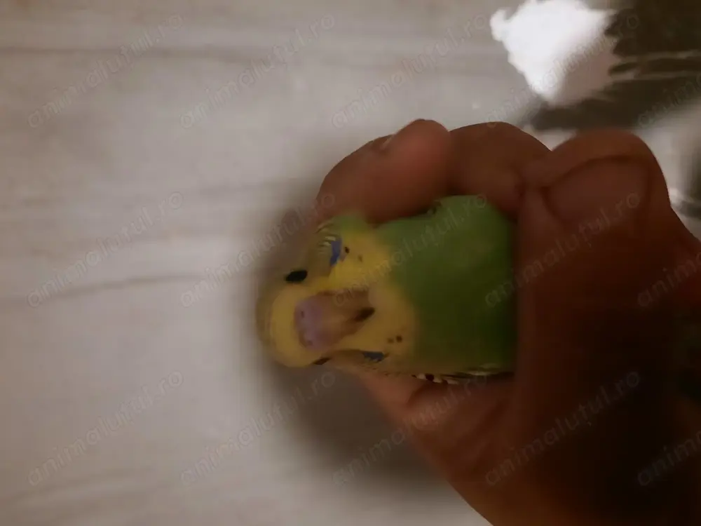 Perusi tineri și nimfe tinere. Perusi tineri și nimfe tinere.