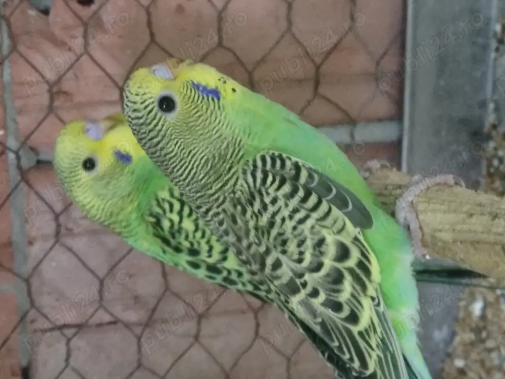 Perusi tineri din crescatoria proprie