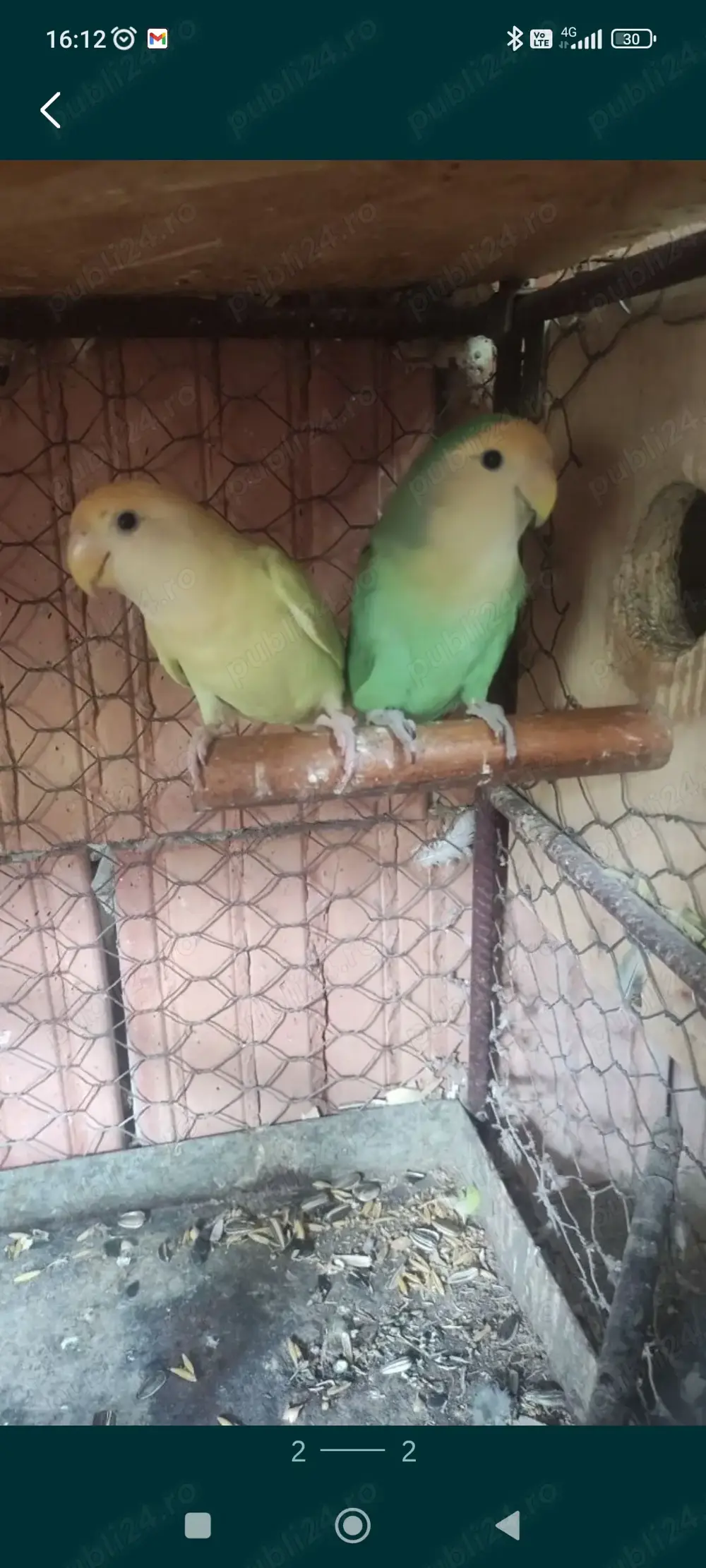 Pereche Agaponisi (Rosecolli)