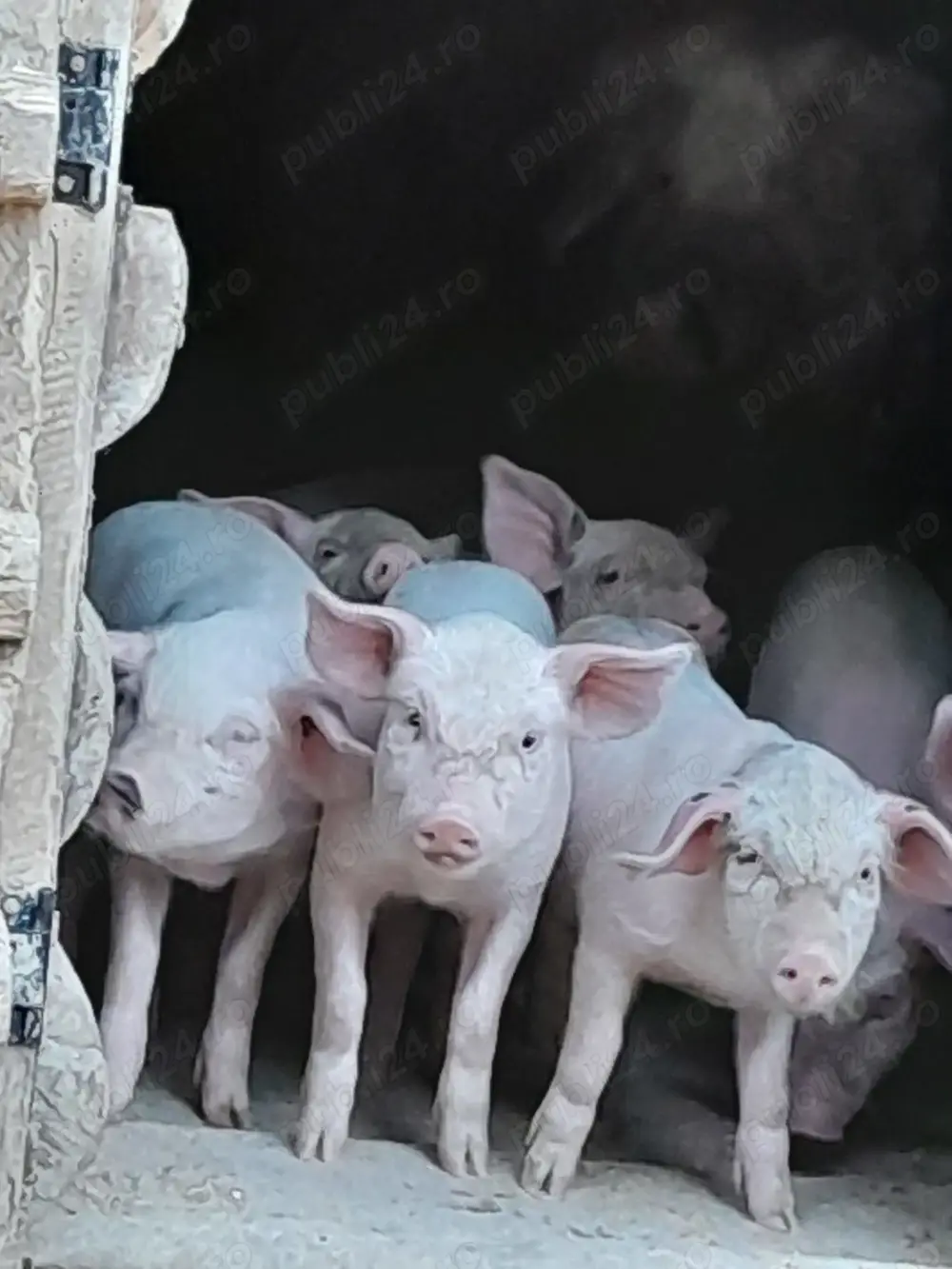 Vând purceluși  Vând purceluși