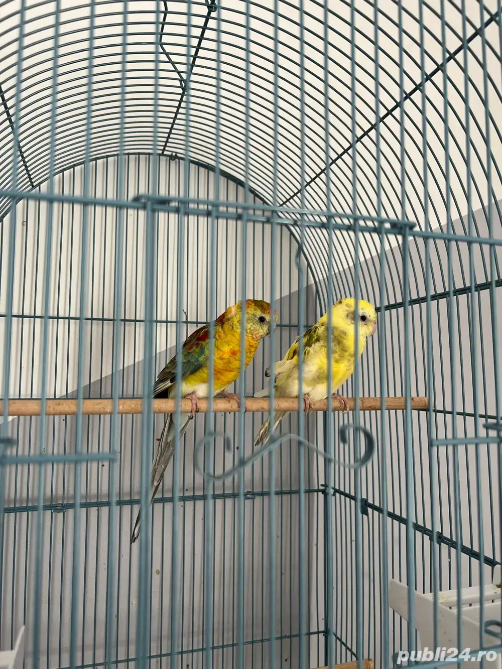 vand papagali urgent 