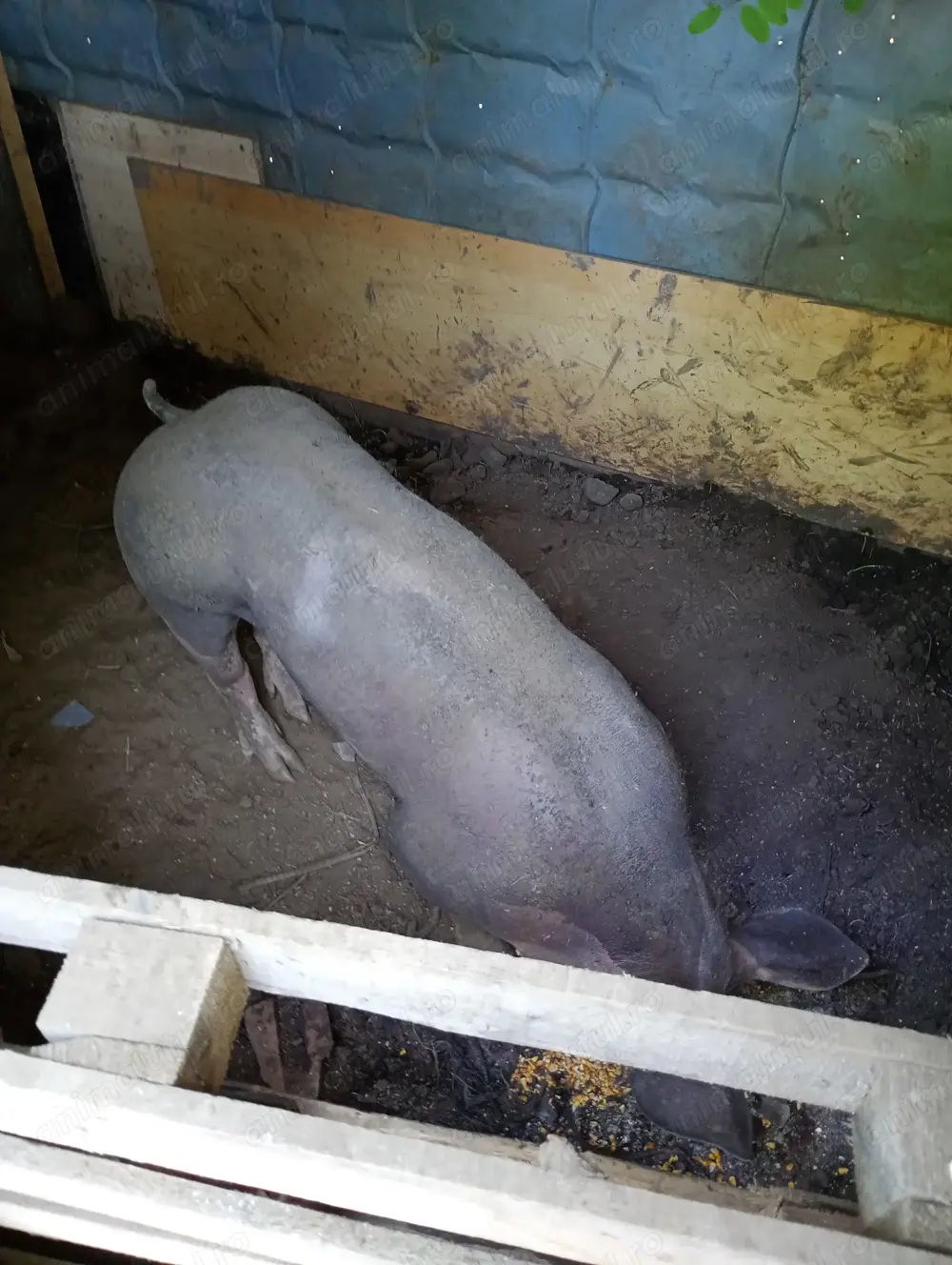 Vand vier pietrean de 140 kg  Vand vier pietrean de 140 kg