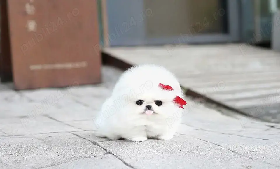 Pomeranian mini Ursuleț 