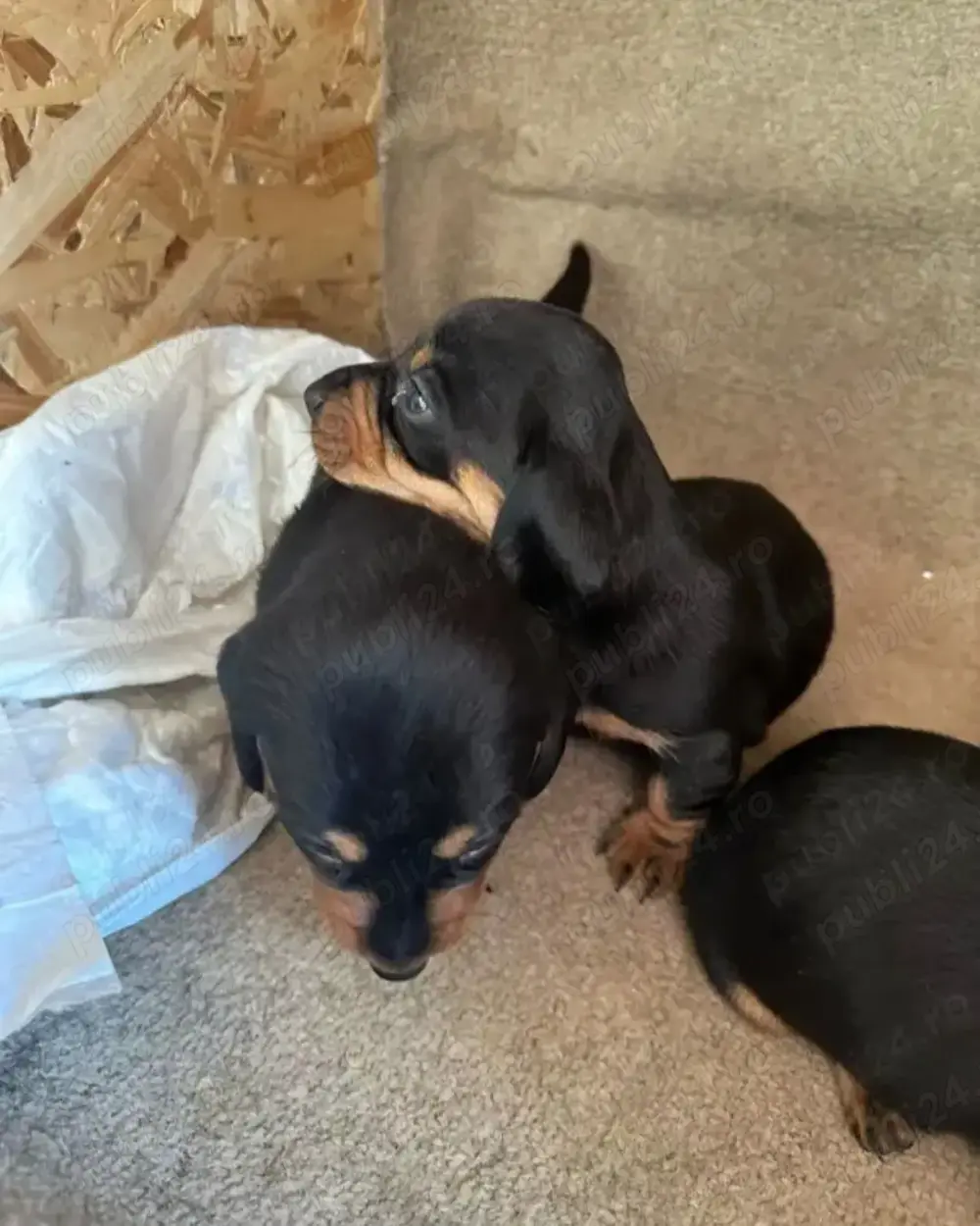 Vand catei tekel Vand catei tekel