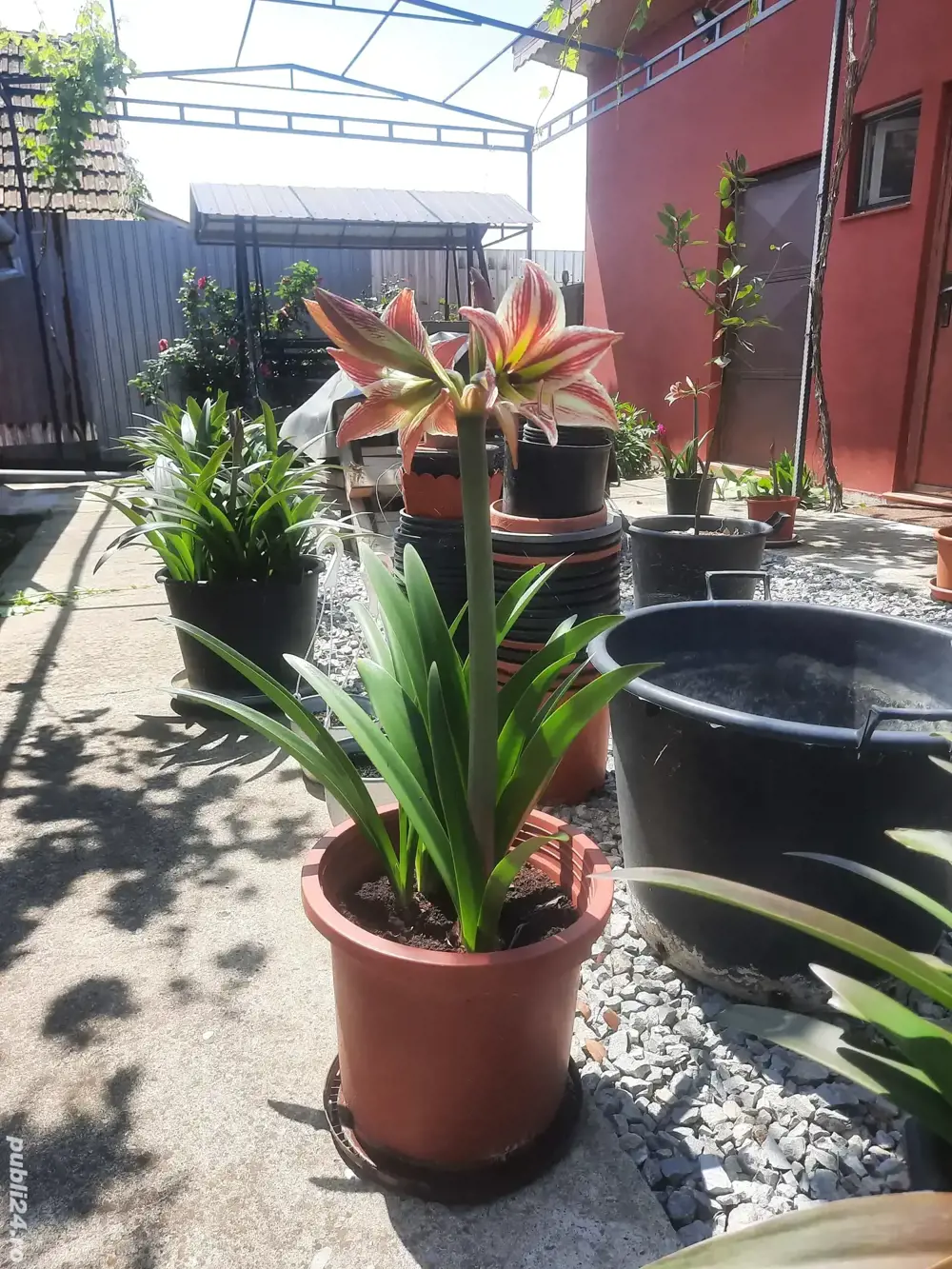 vind crini imperiali 