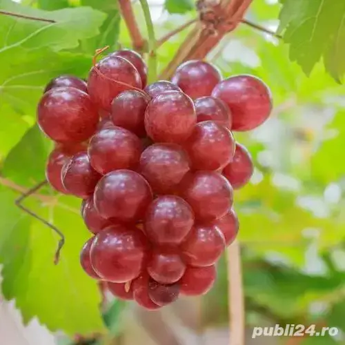 porcii. rasa. pietrean