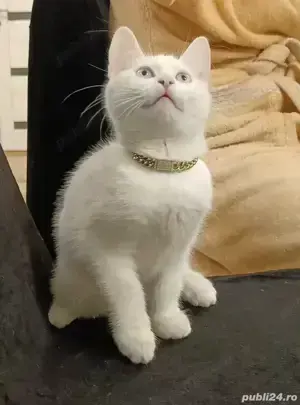 angora turcceasca angora turcceasca