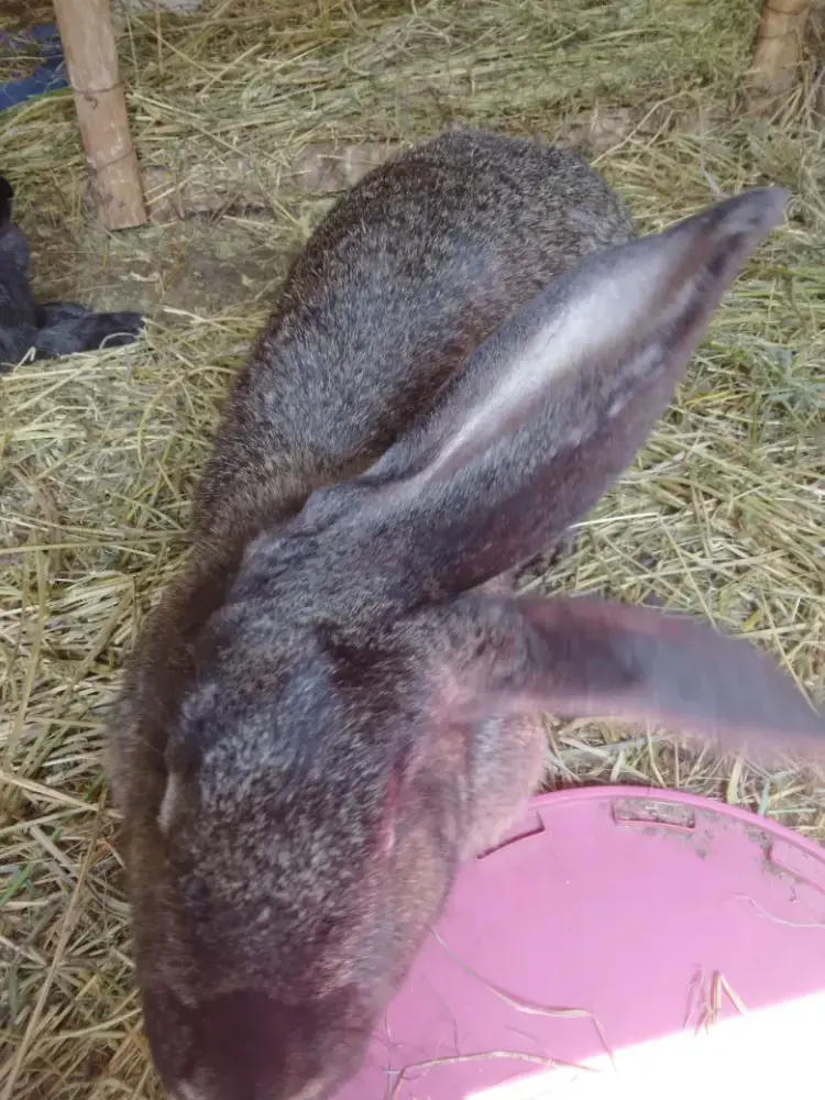 iepuri urias german iepuri urias german