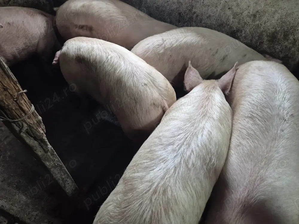 Porci rasă de carne 130-180kg Porci rasă de carne 130-180kg